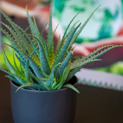 Emerson - Afbeelding 7