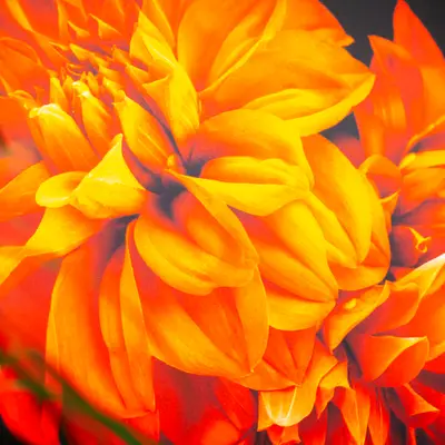 Oosterbegraafplaats Voorburg - Afbeelding 9